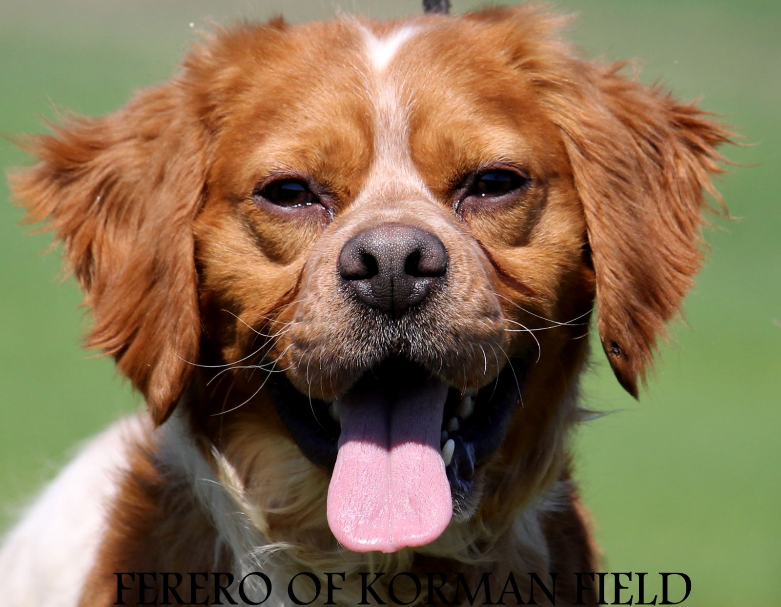 Ferero 1