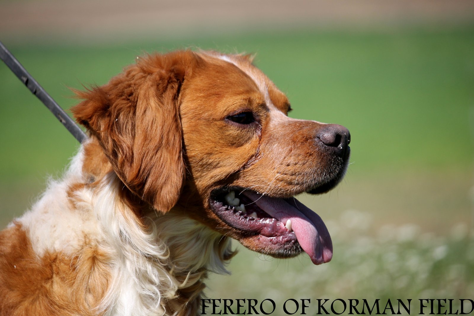 Ferero Of Korman Field