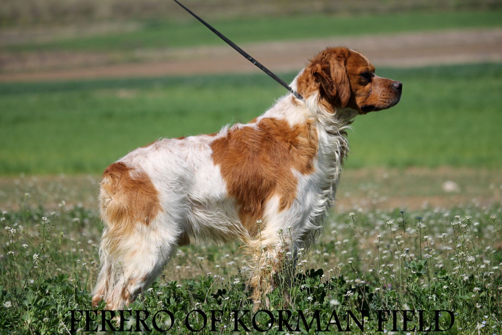Ferero 6
