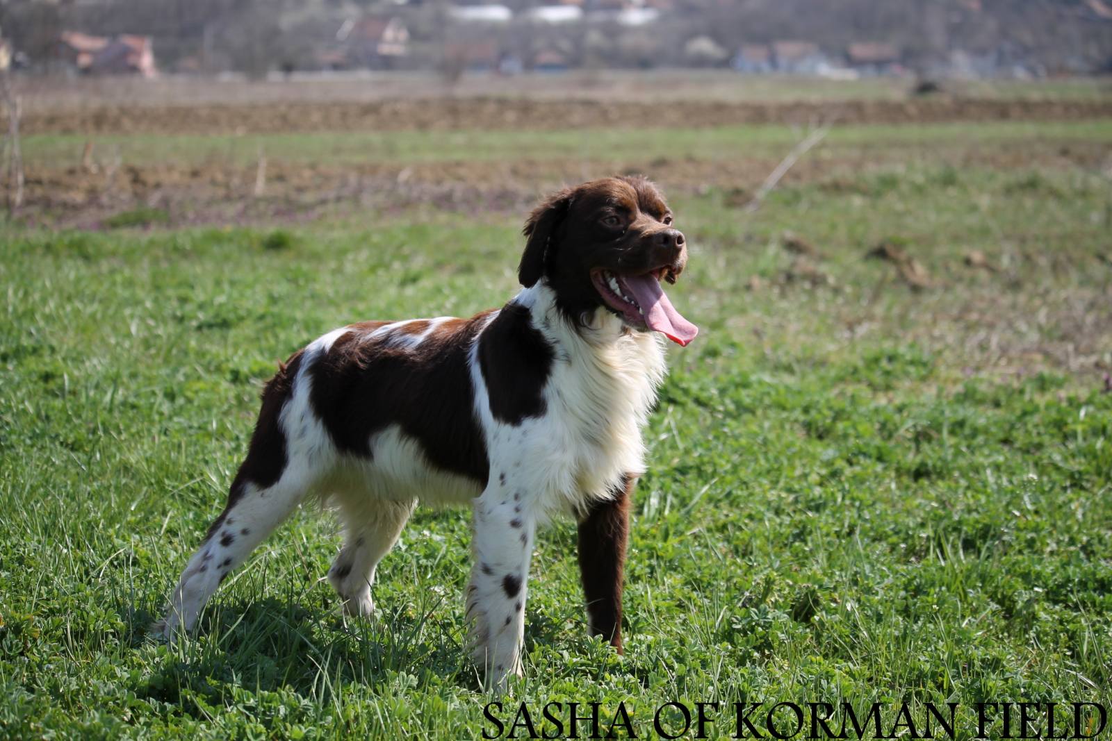 Sasha Of Korman Field