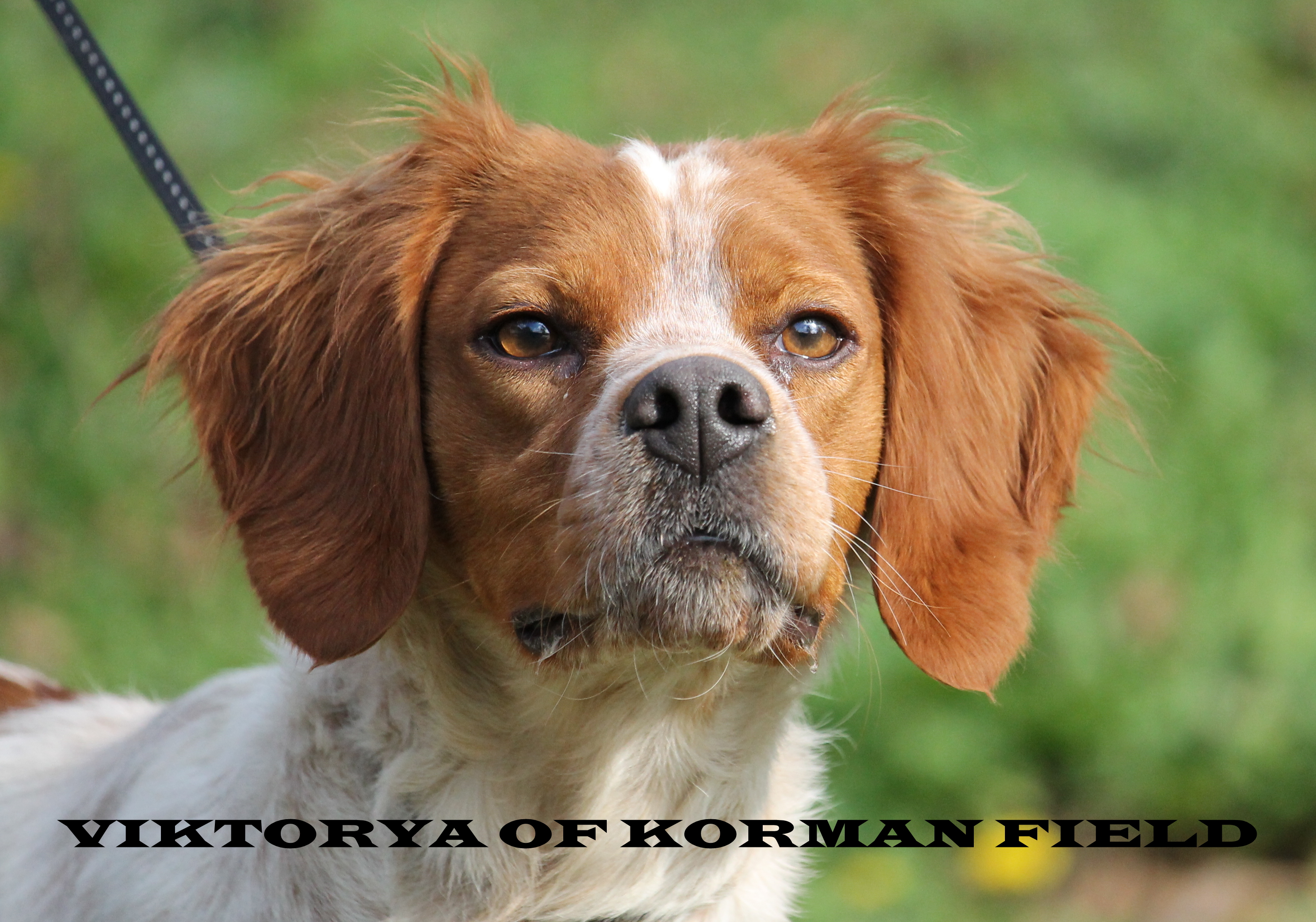 Viktorya Of Korman Field
