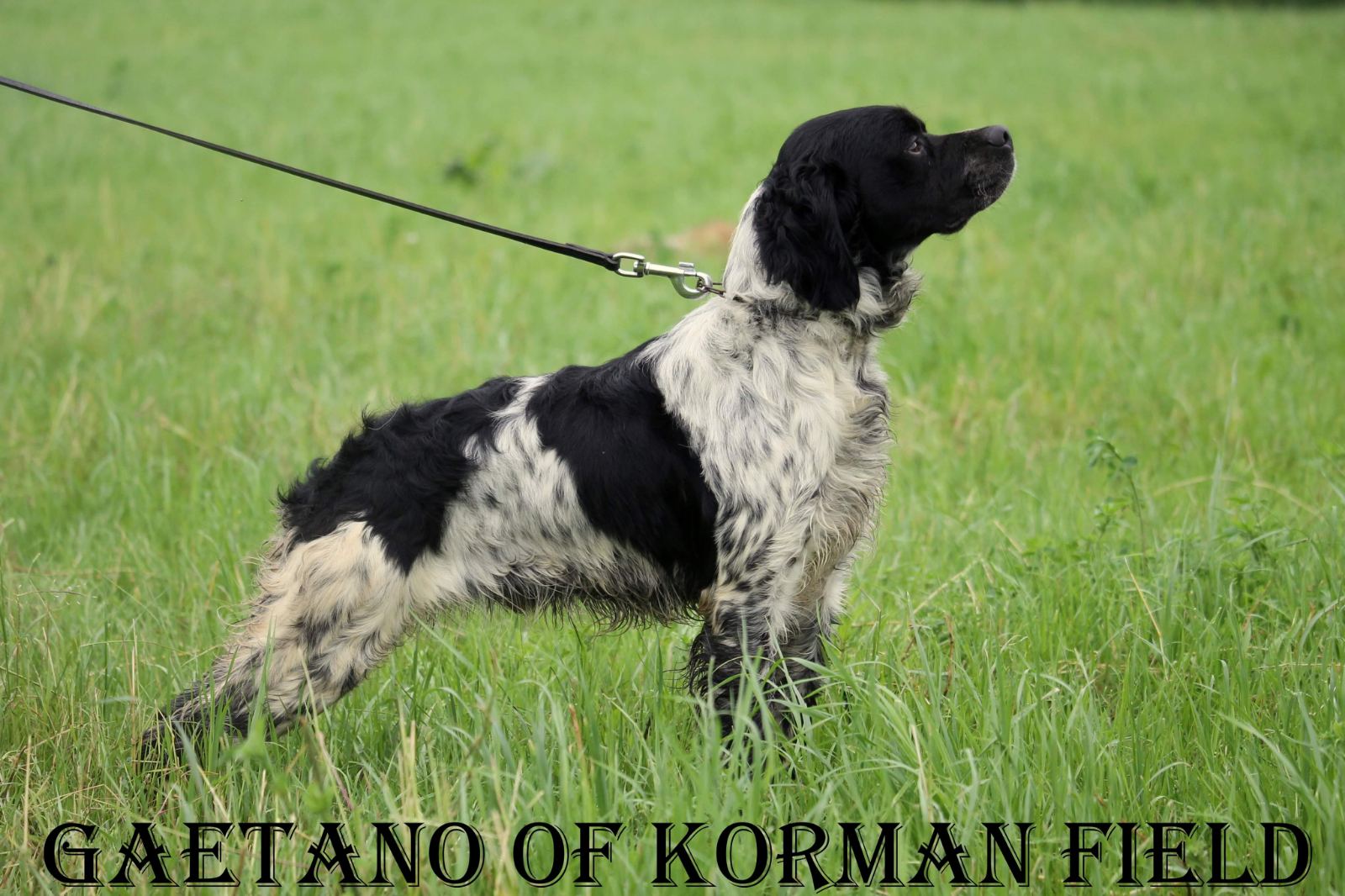 Gaetano 1