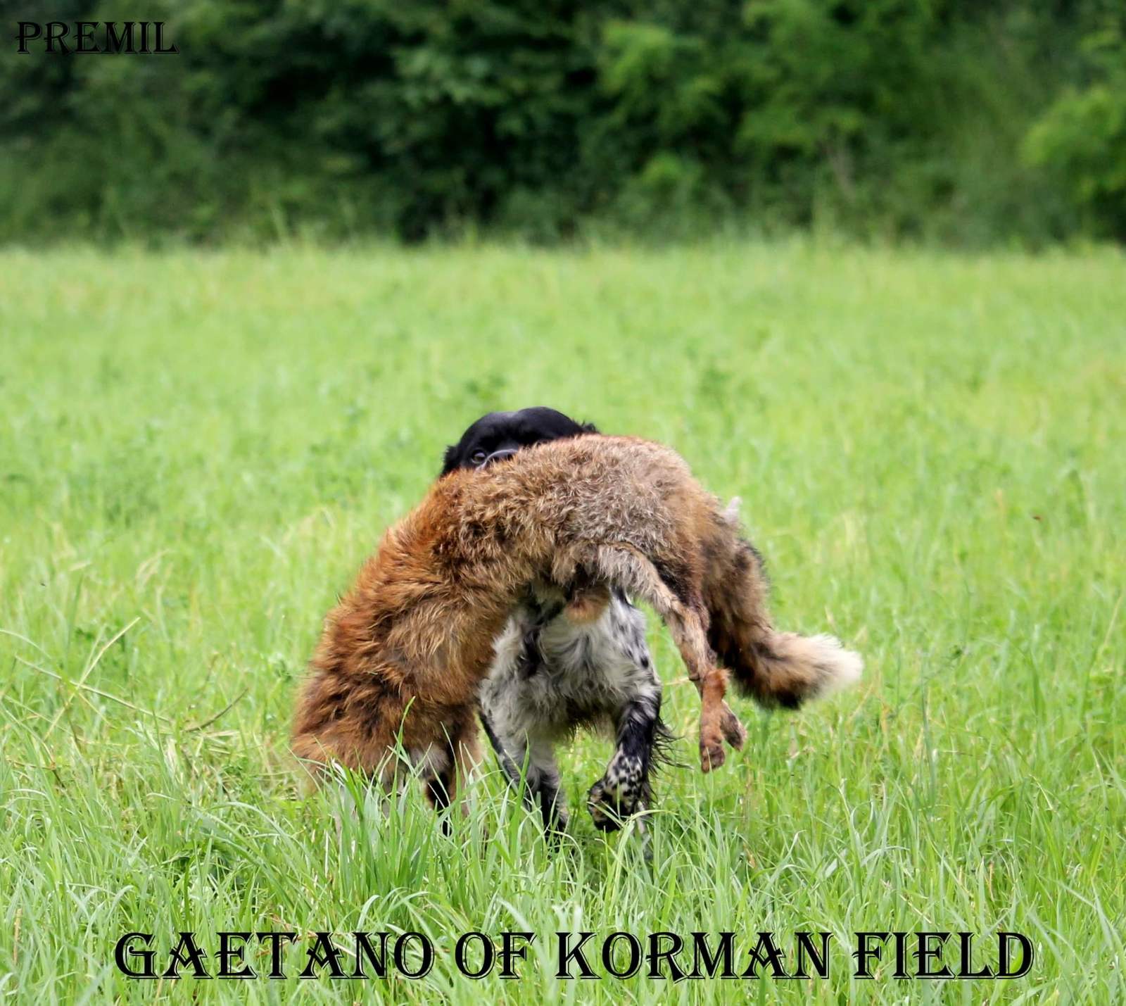 Gaetano 2
