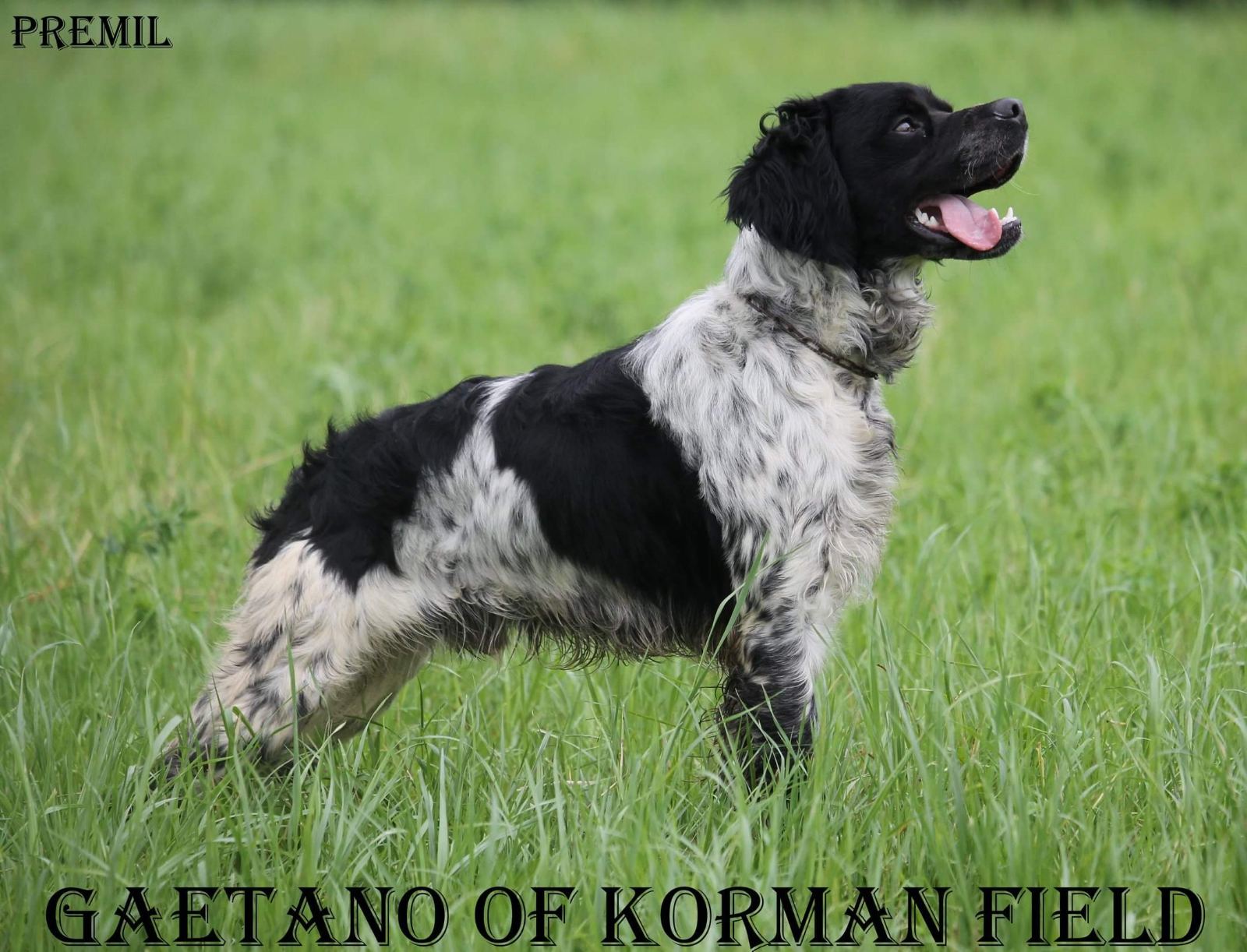 Gaetano Of Korman Field