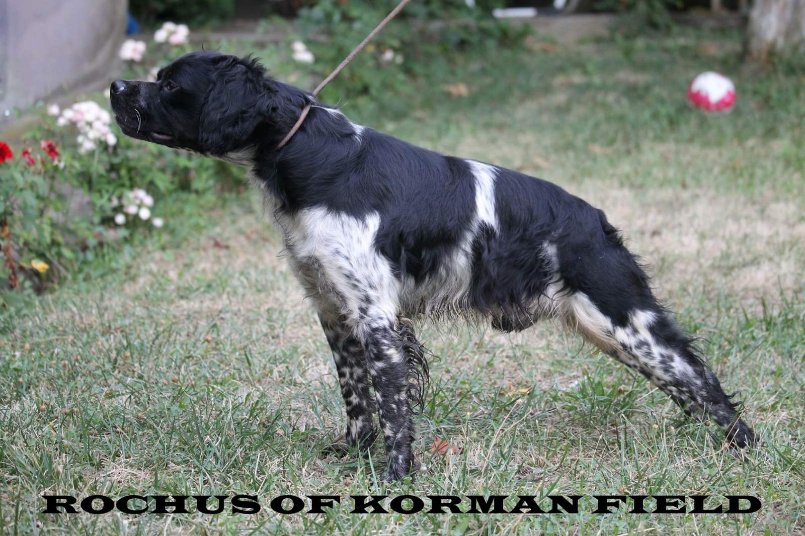 Rochus 3